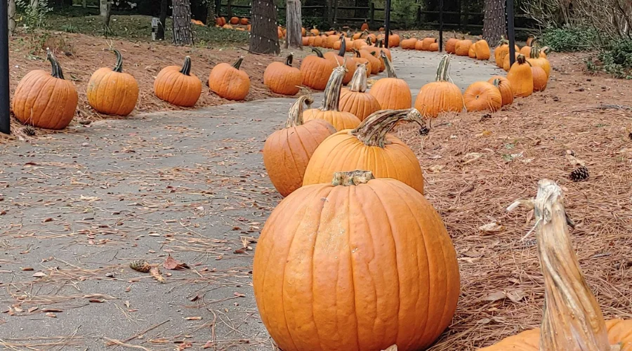 Pumpkin Patch Pathway